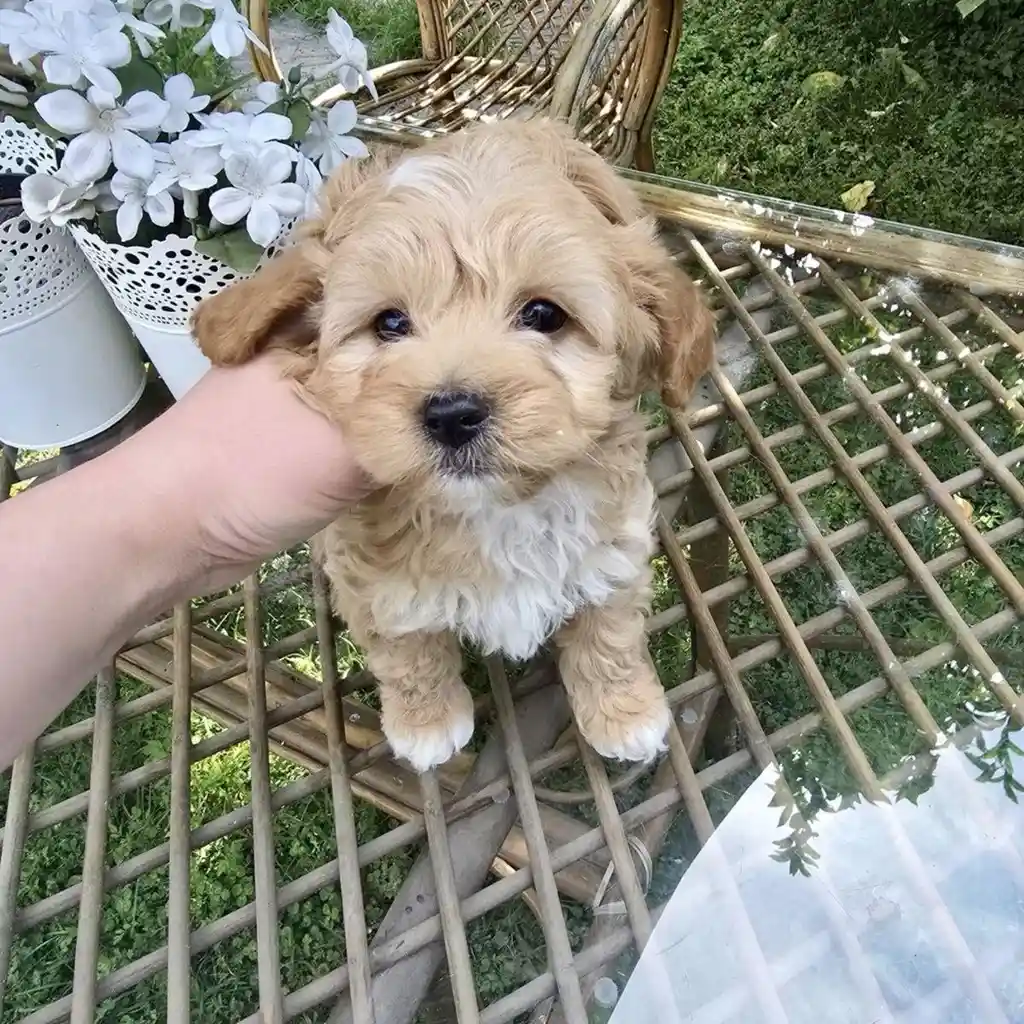 Cachorro Maltipoo