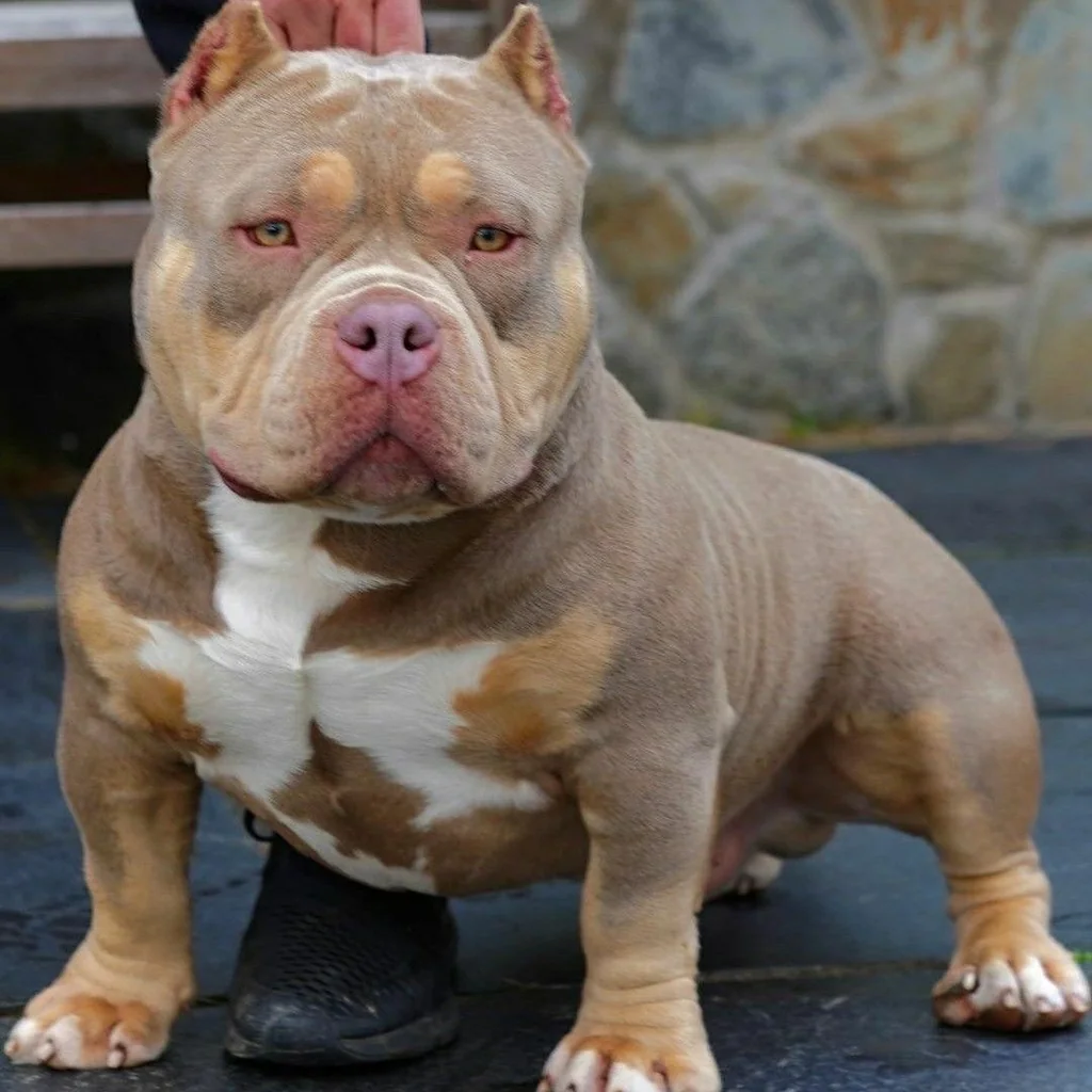 Cachorro American Bully