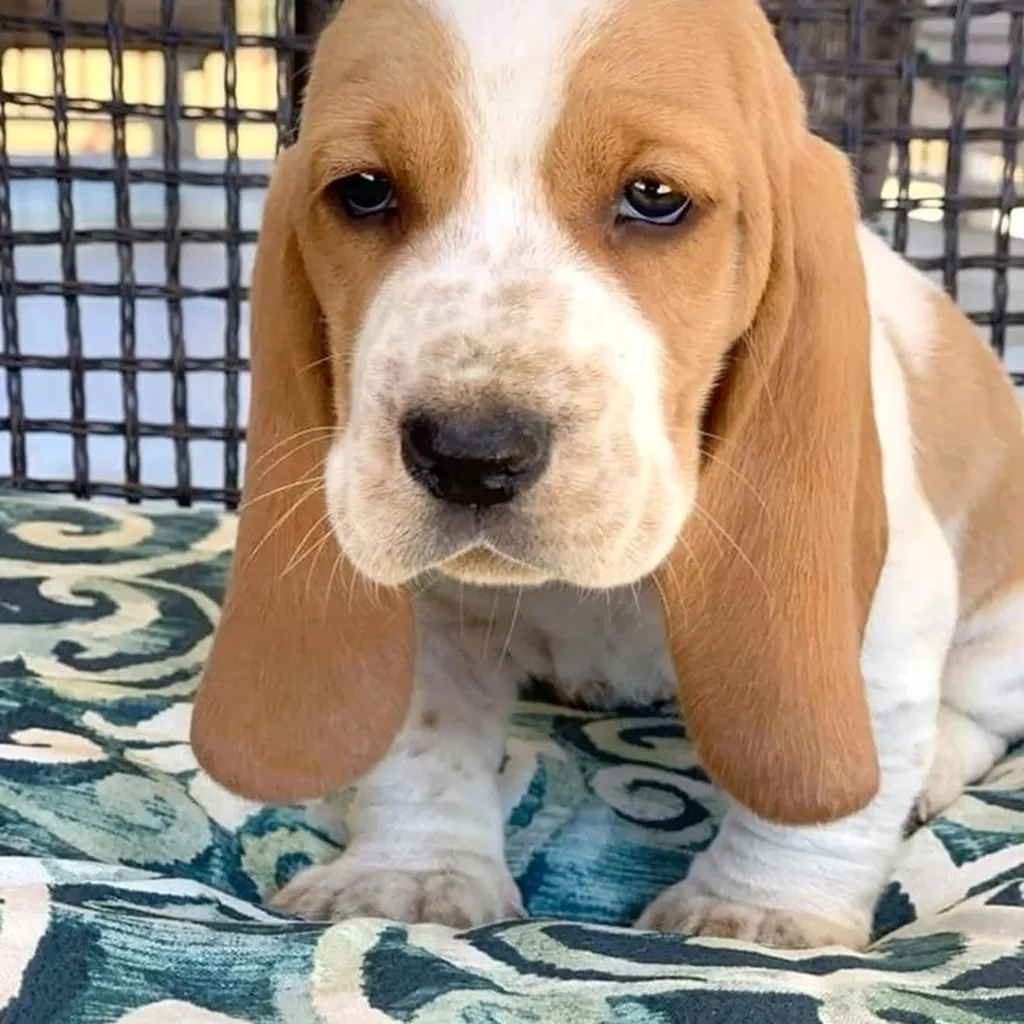 Foto 4 de Basset Hound