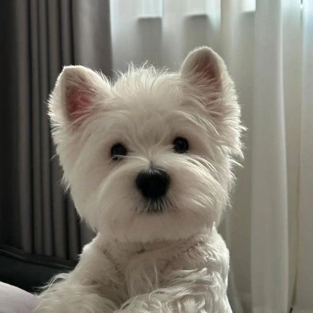 Foto 3 de West Highland Terrier (Westy)