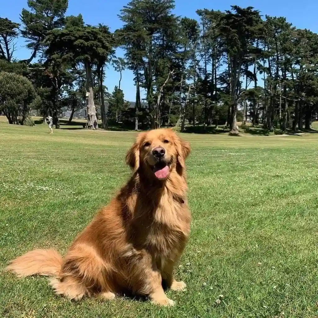 Cachorro Golden Retriever disponible