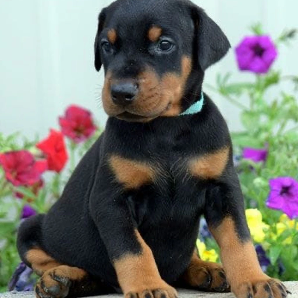 Cachorro Doberman