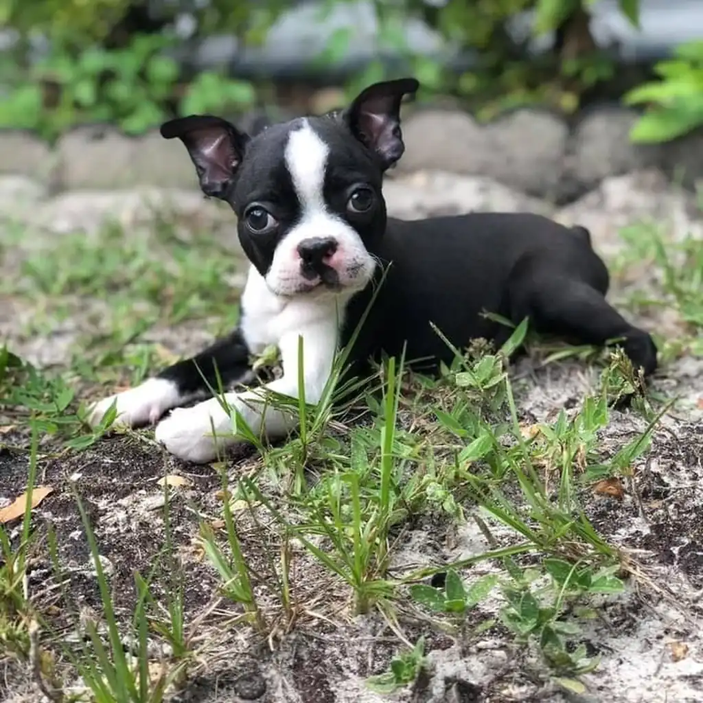 Foto 4 de Boston Terrier