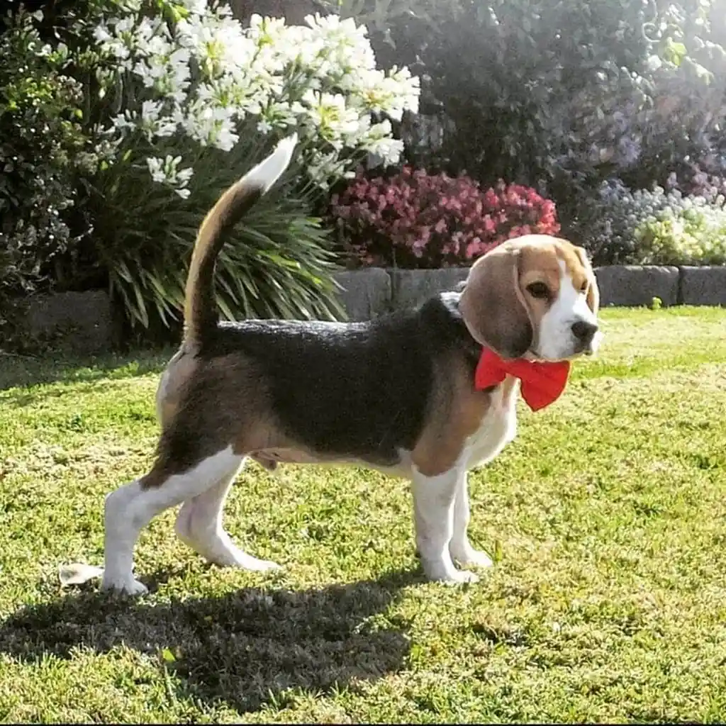 Foto 5 de Beagle