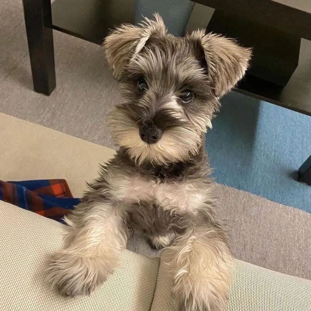 Cachorro Schnauzer