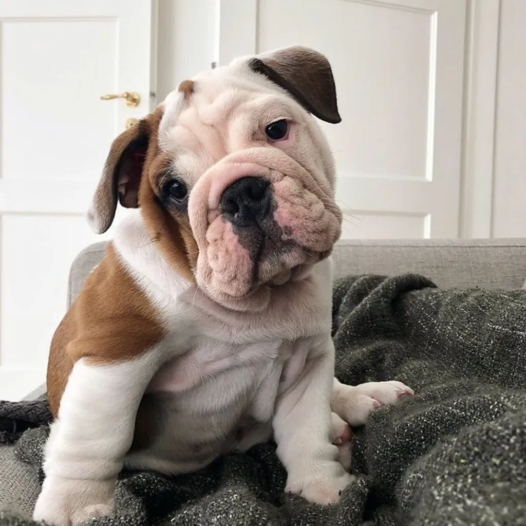 Foto 5 de Bulldog Inglés