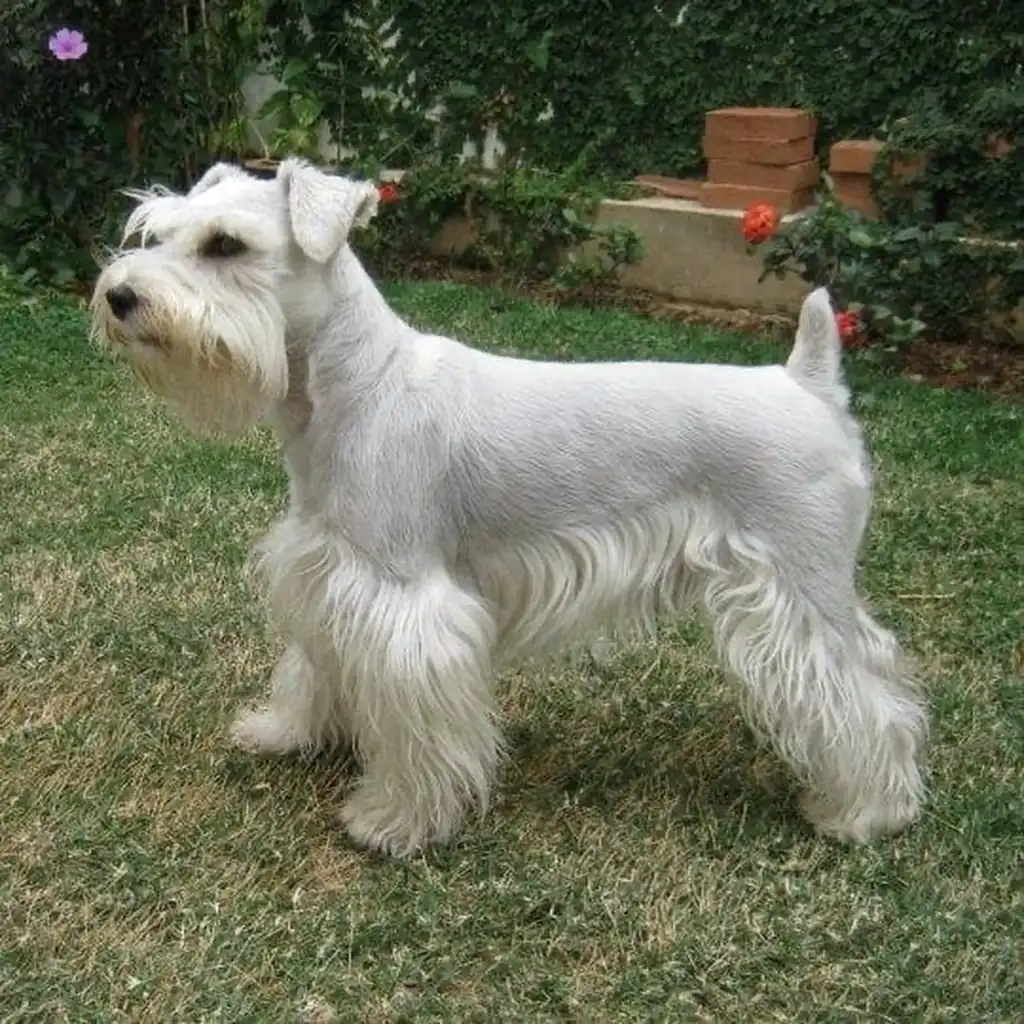 Foto 2 de Schnauzer