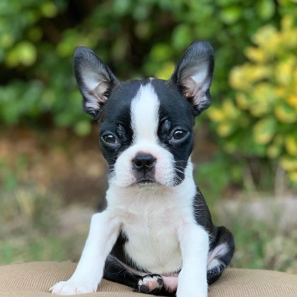 Foto 5 de Boston Terrier