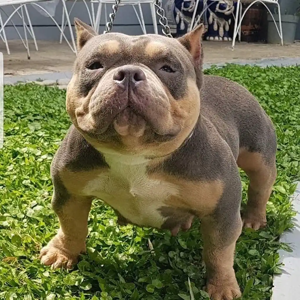 Foto 2 de American Bully
