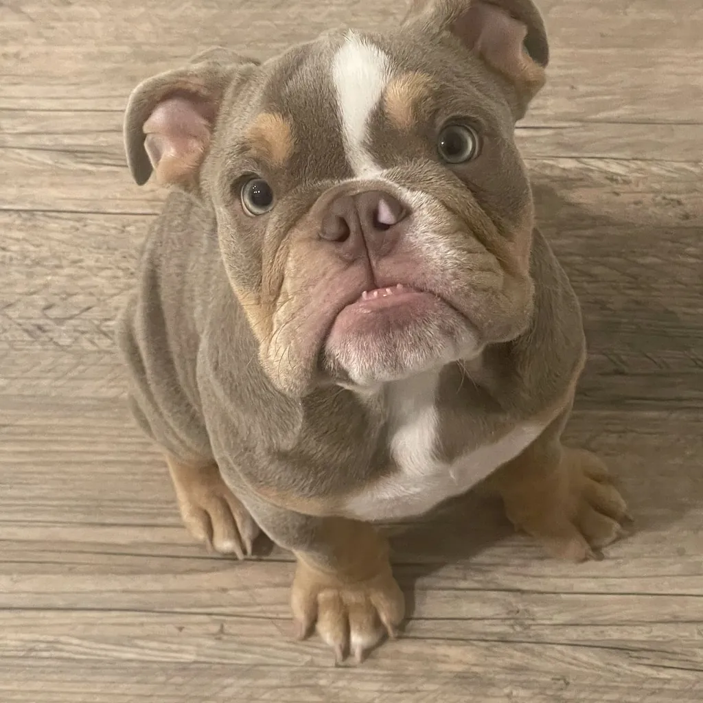 Foto 4 de Bulldog Inglés