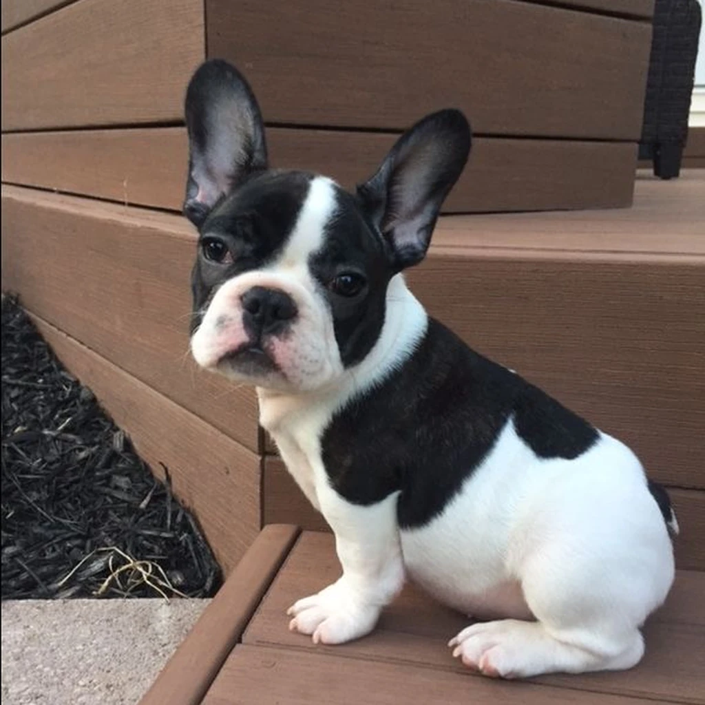 Foto 6 de Bulldog Francés