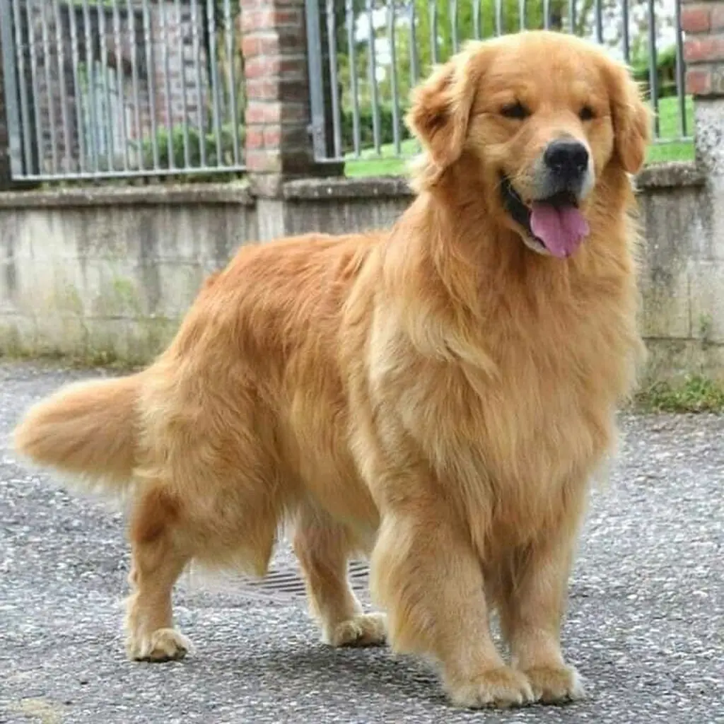 Foto 4 de Golden Retriever