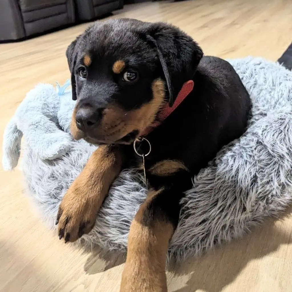 Foto 2 de Rottweiler