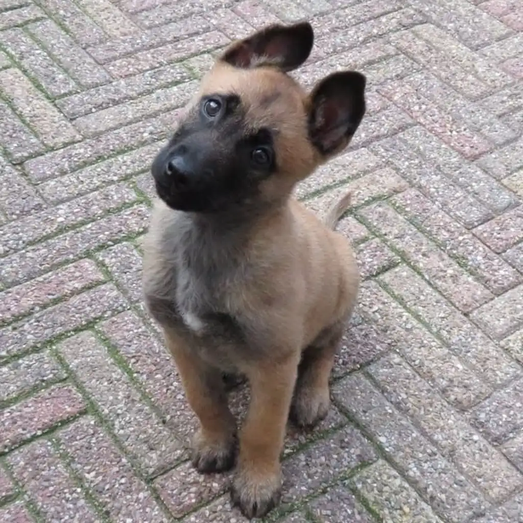 Cachorro Pastor Belga