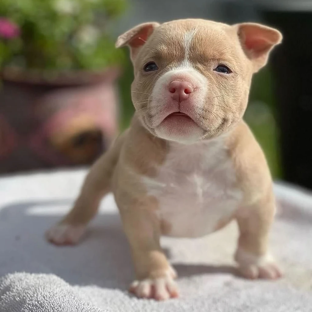 Foto 4 de American Bully