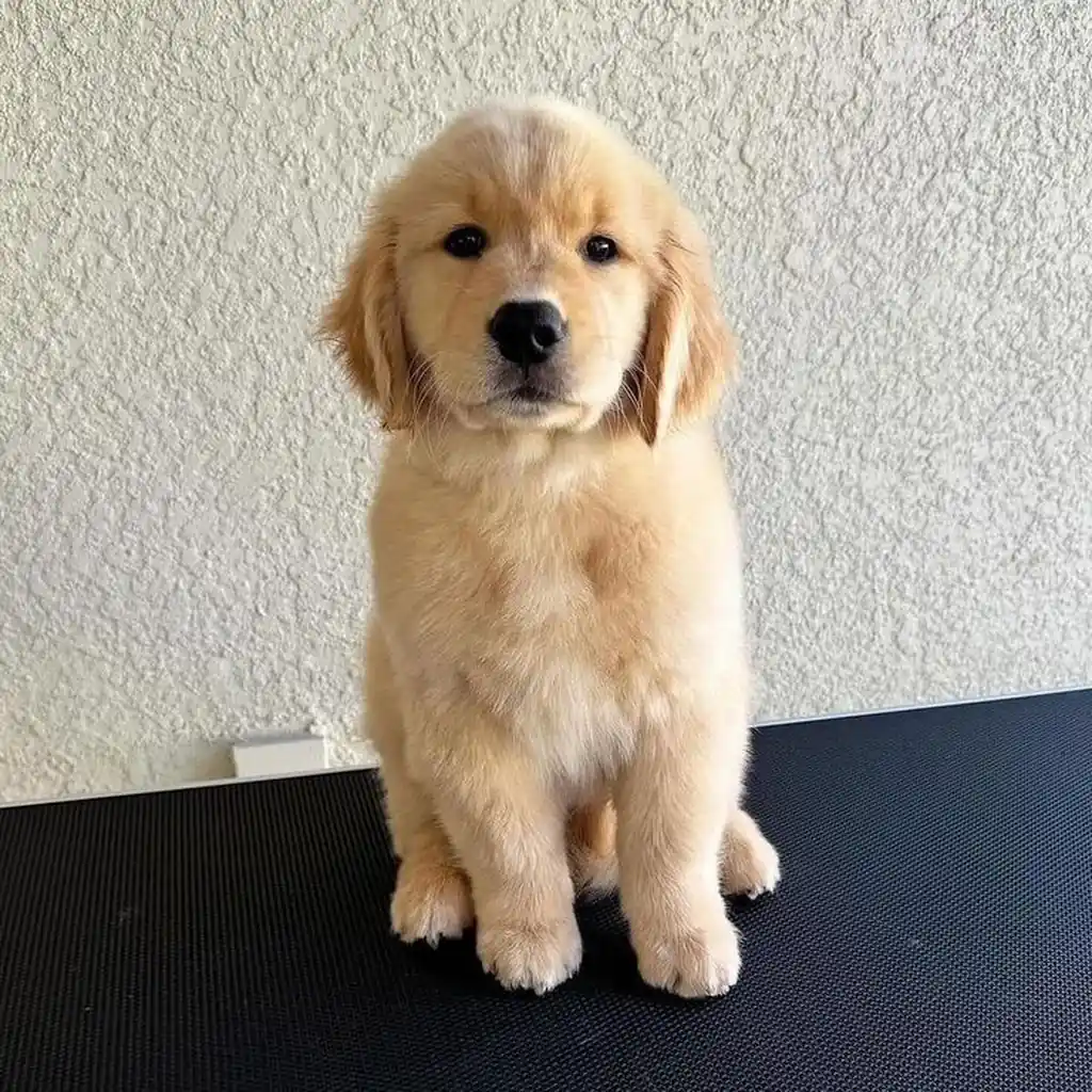 Foto 2 de Golden Retriever