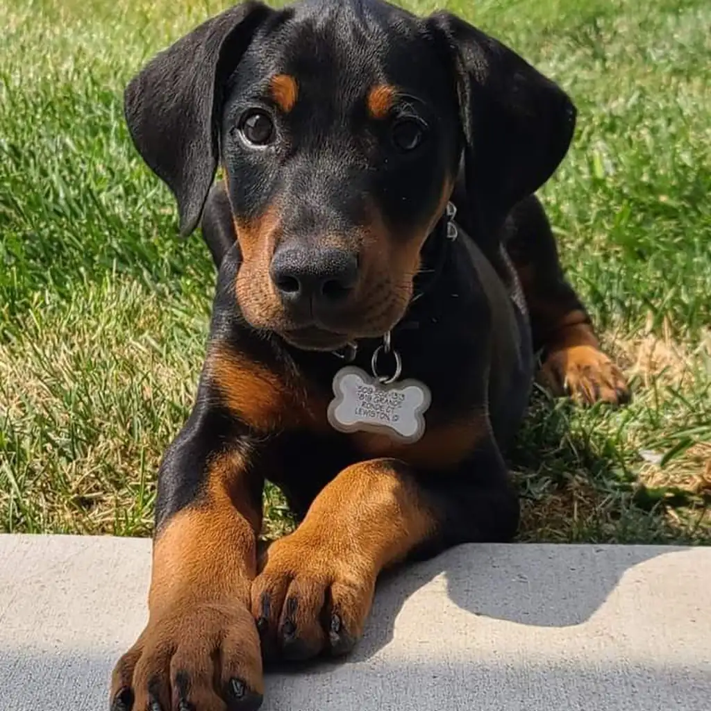 Foto 2 de Doberman