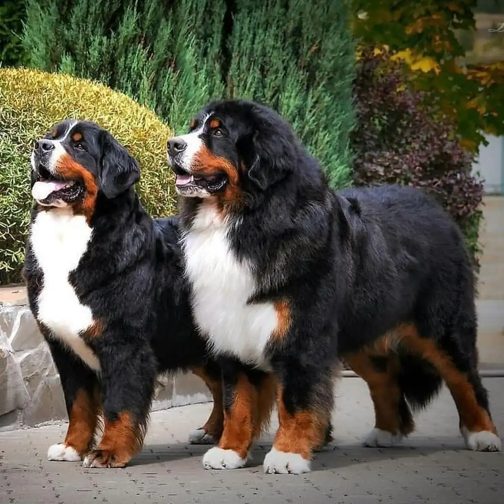 Cachorro Boyero de Berna del criadero Todas Las Razas