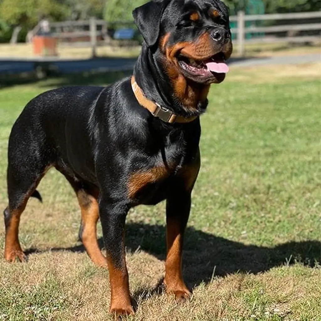 Foto 6 de Rottweiler