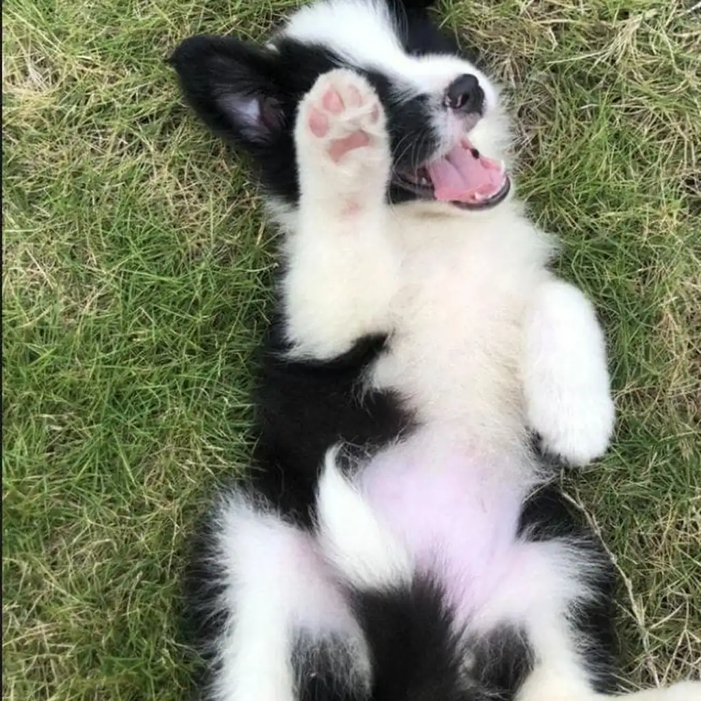 Foto 2 de Border Collie