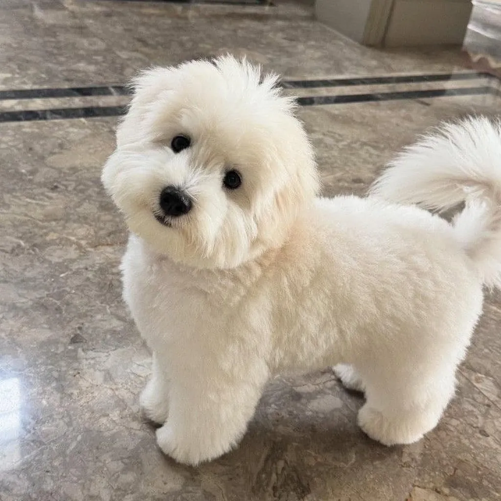 Foto 5 de French Poodle