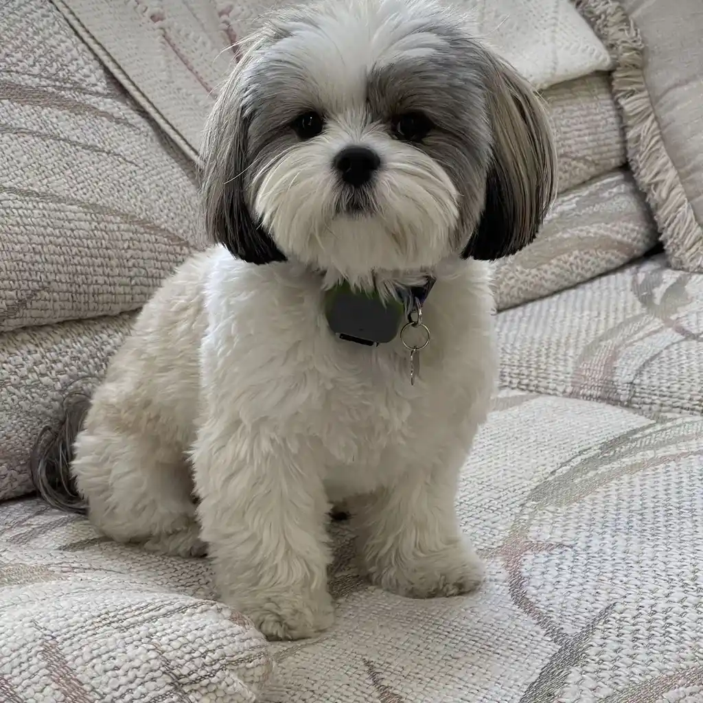 Foto 6 de Shih Tzu
