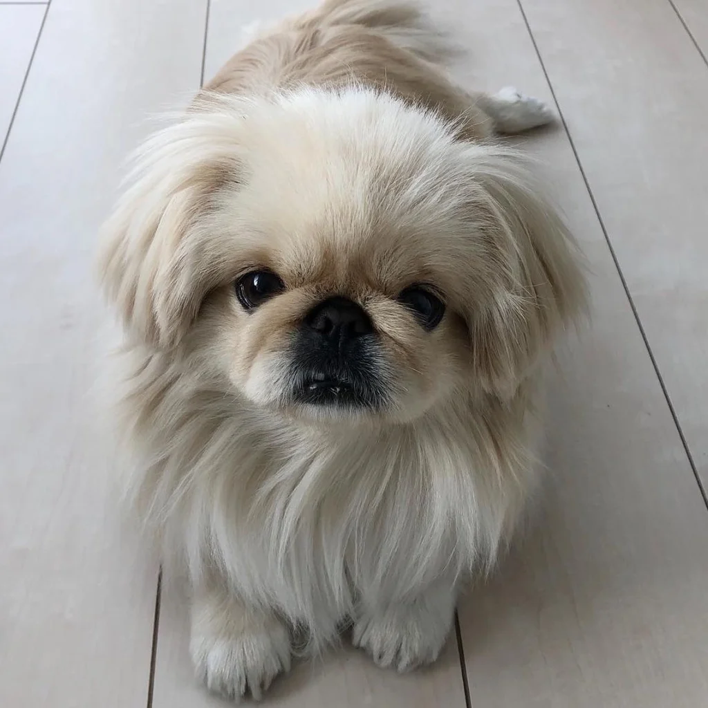 Cachorro Pekinés