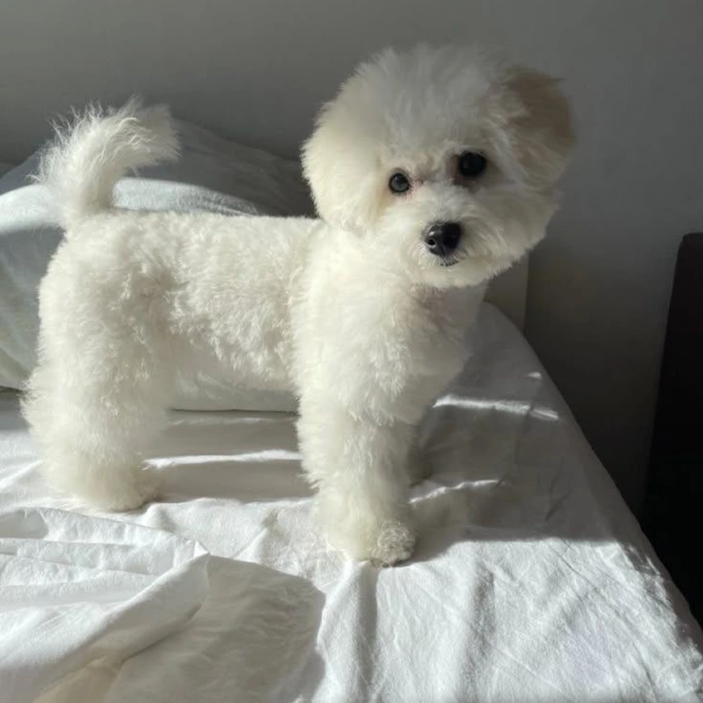 Foto 3 de French Poodle