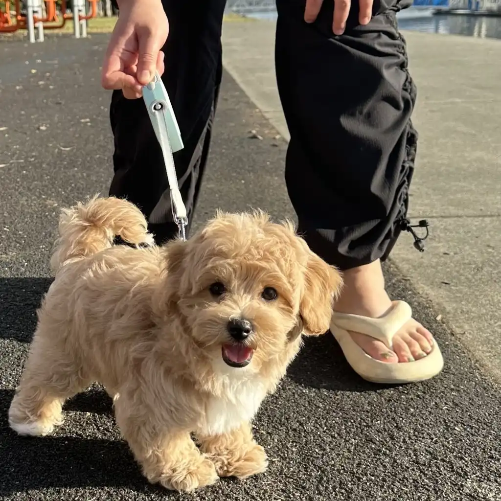 Foto 6 de Maltipoo