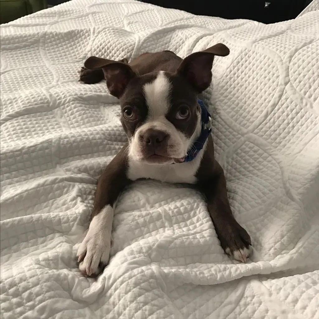 Foto 2 de Boston Terrier