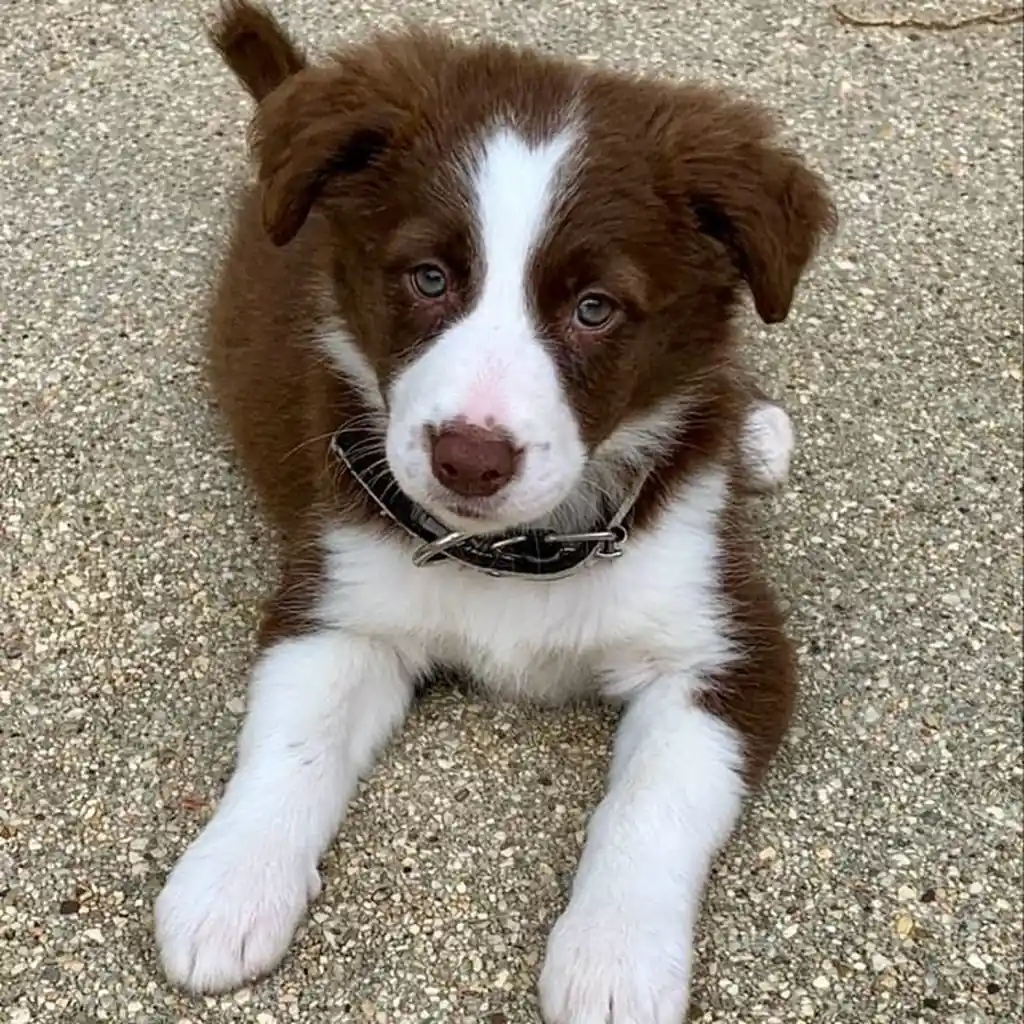 Cachorro Border Collie