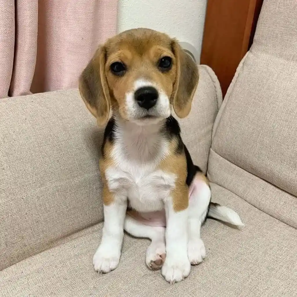 Foto 6 de Beagle