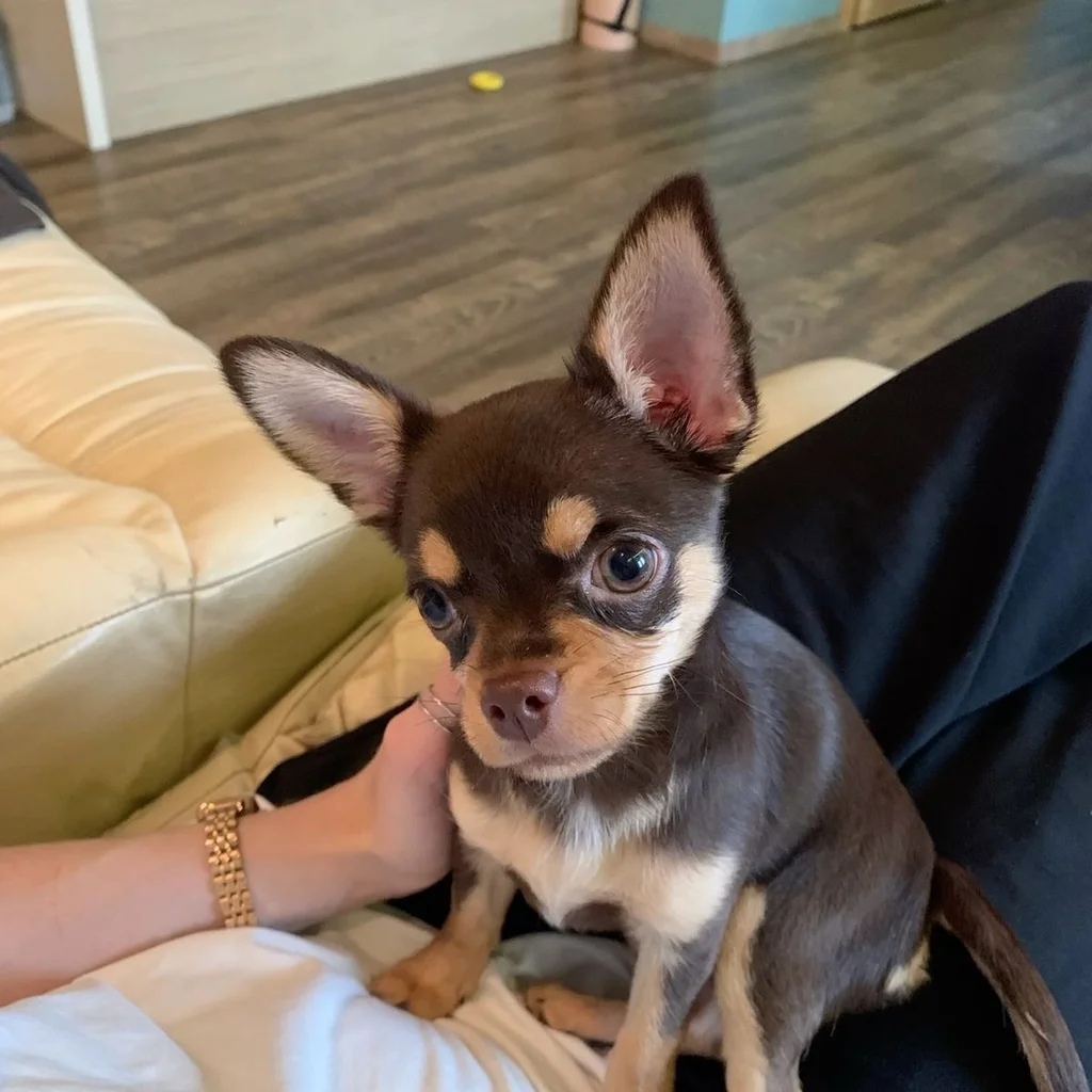 Cuánto cuesta un Chihuahua en Bogotá