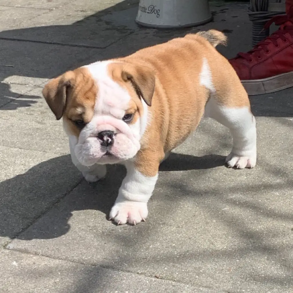 Foto 6 de Bulldog Inglés