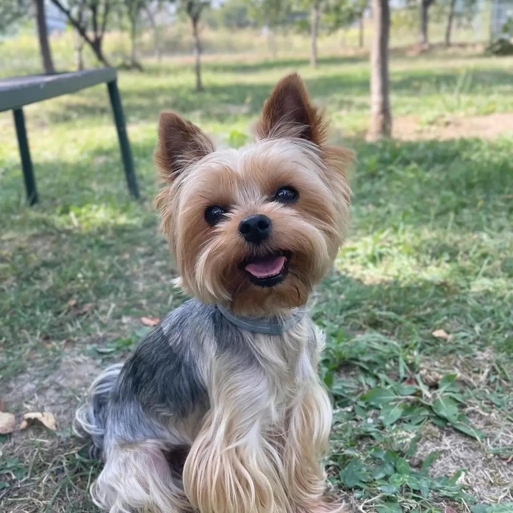 Foto 3 de Yorkshire Terrier