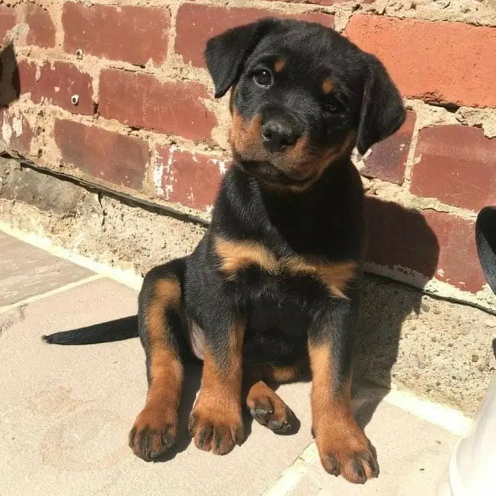 Cachorro Rottweiler