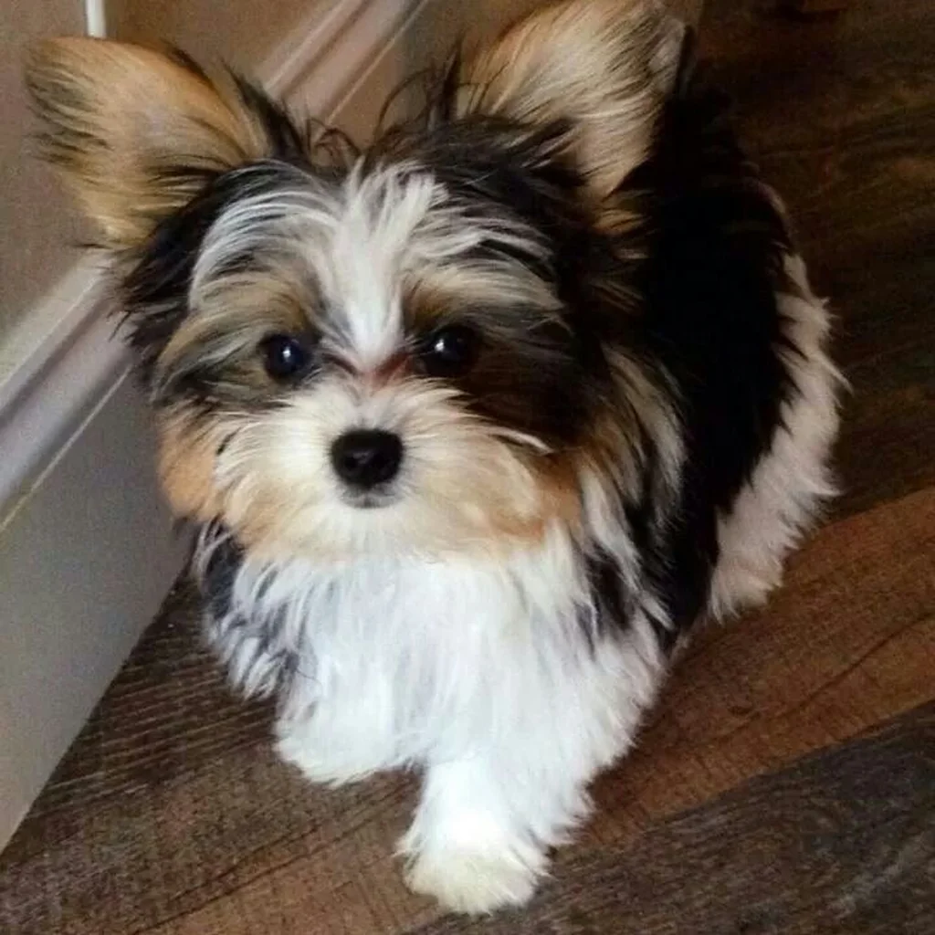 Foto 6 de Yorkie Biewer