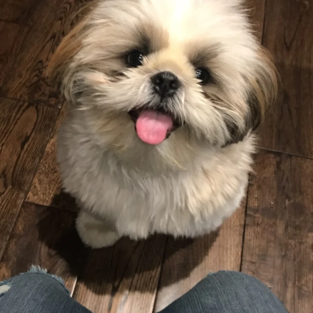 Foto 4 de Shih Tzu
