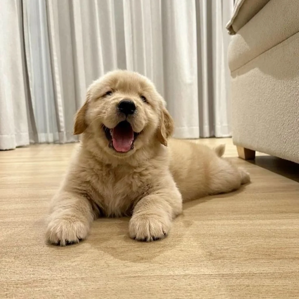 Foto 6 de Golden Retriever
