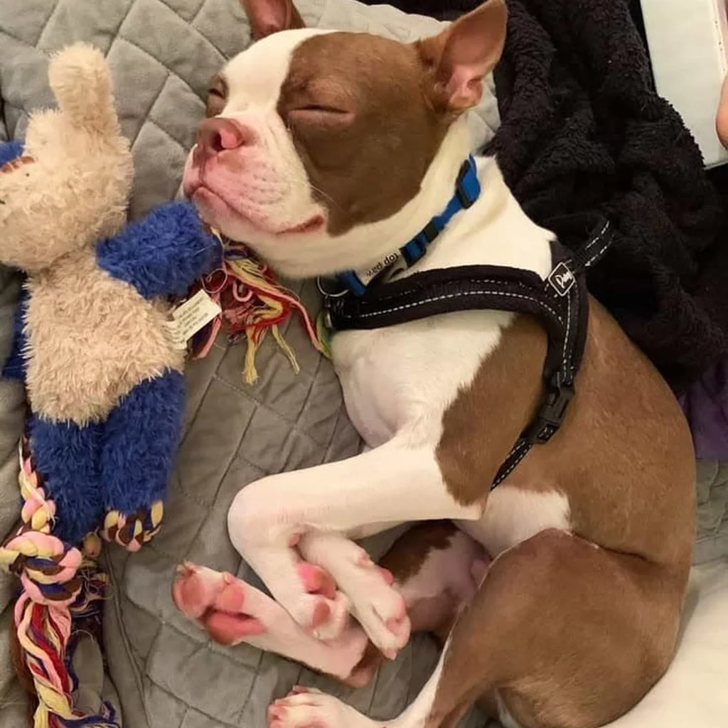 Cachorro Boston Terrier