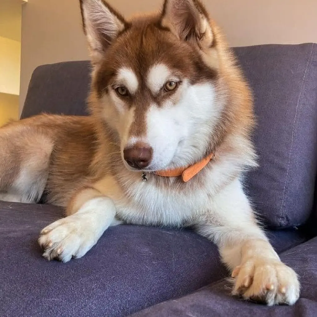 Foto 4 de Husky Siberiano