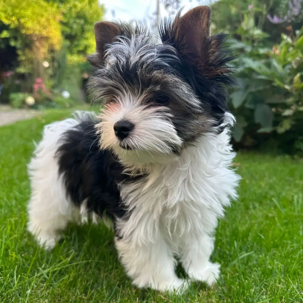 Foto 4 de Yorkie Biewer