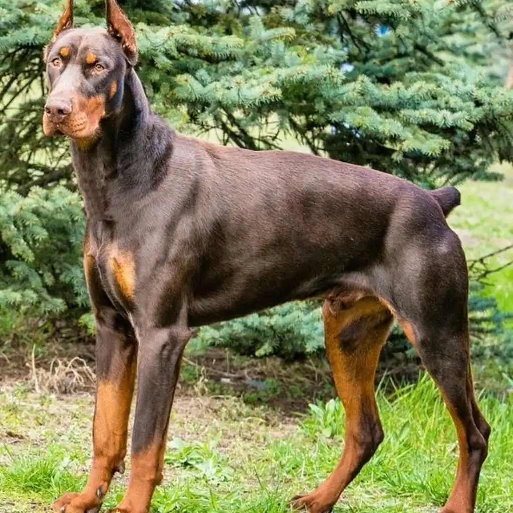 Foto 5 de Doberman