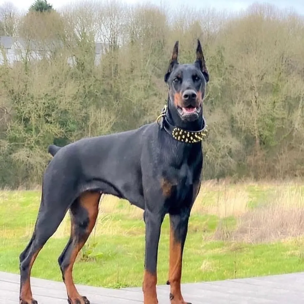 Foto 4 de Doberman