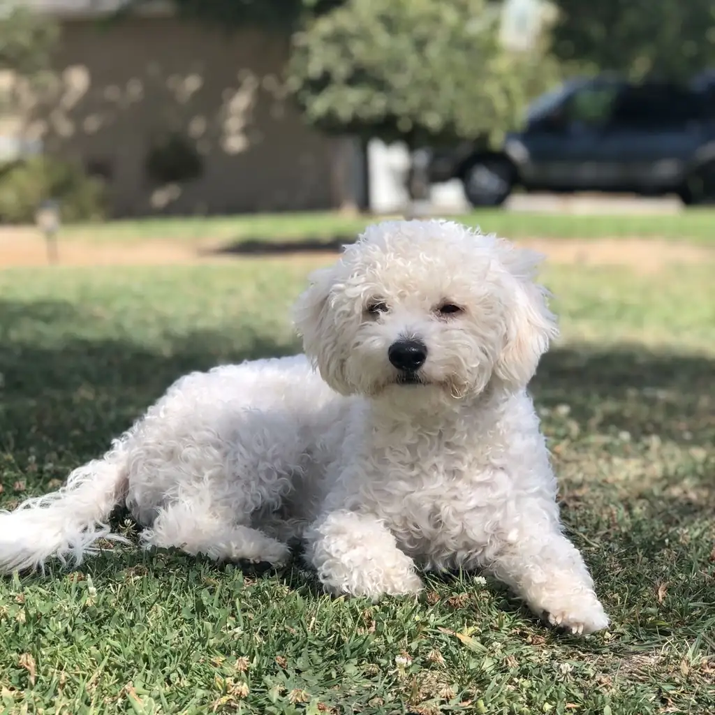Foto 2 de French Poodle