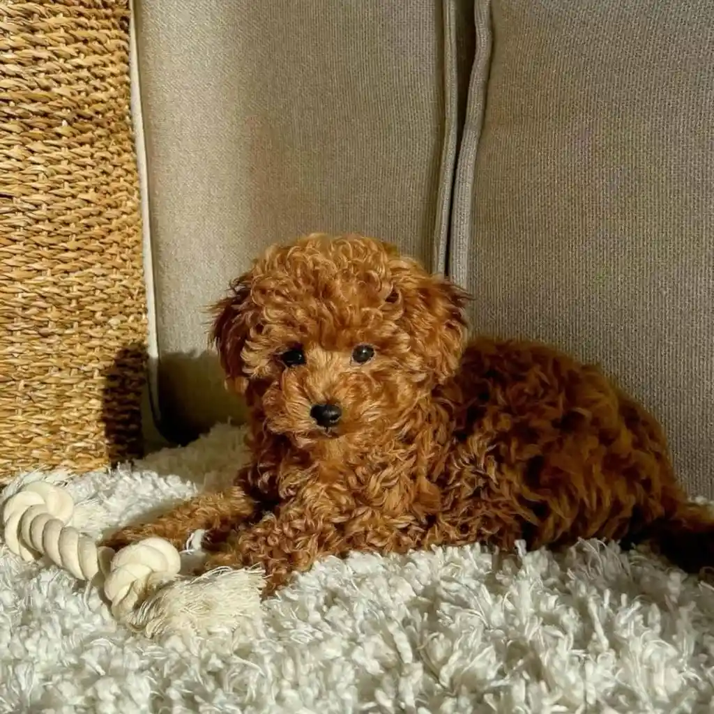 Foto 5 de Caniche Toy