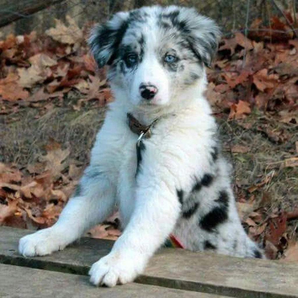 Foto 4 de Border Collie