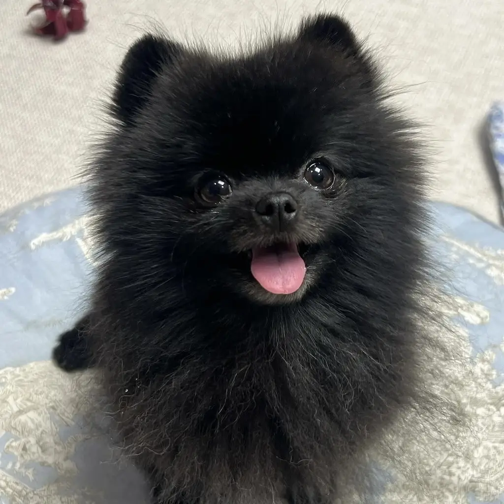 Foto 6 de Pomerania