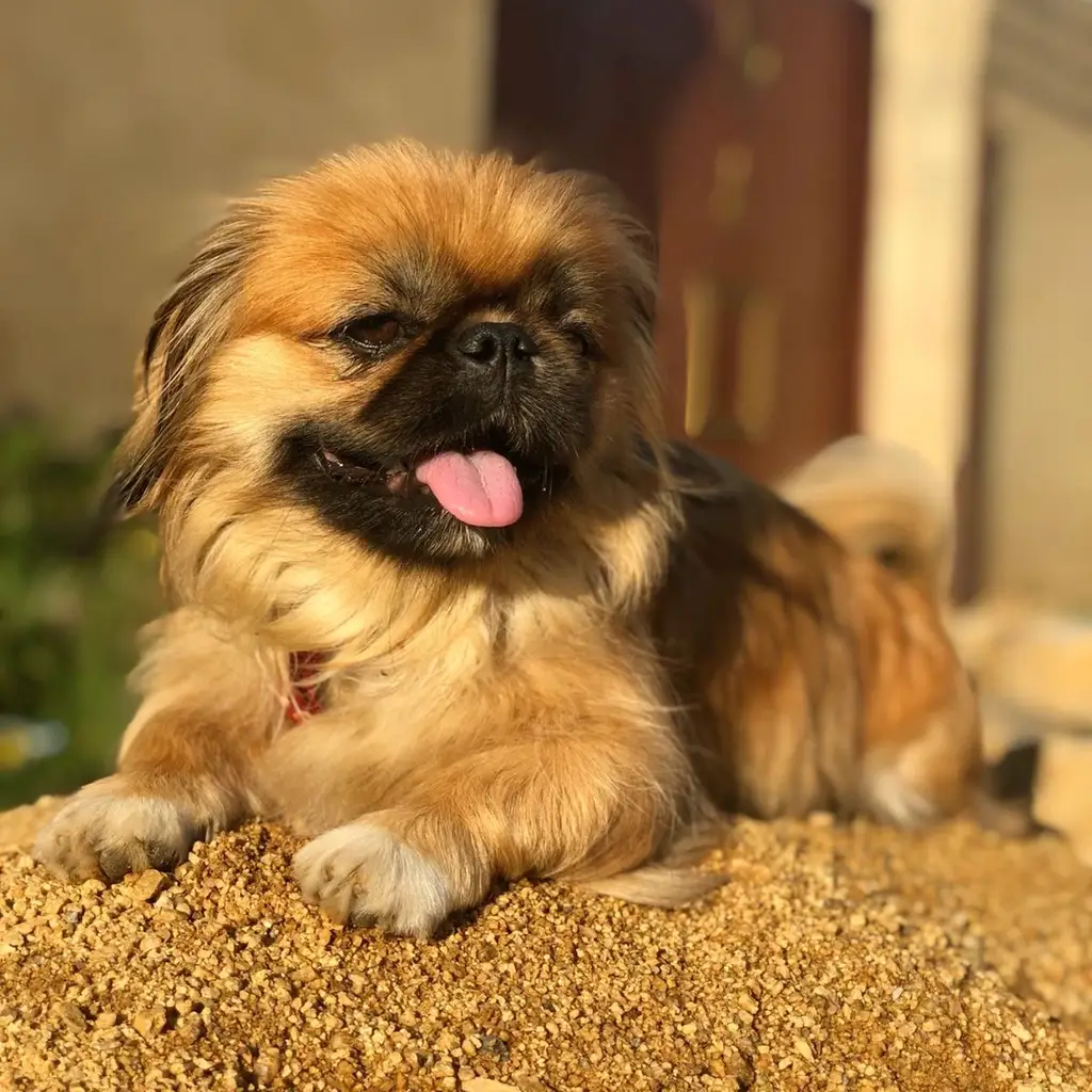Foto 2 de Pekinés