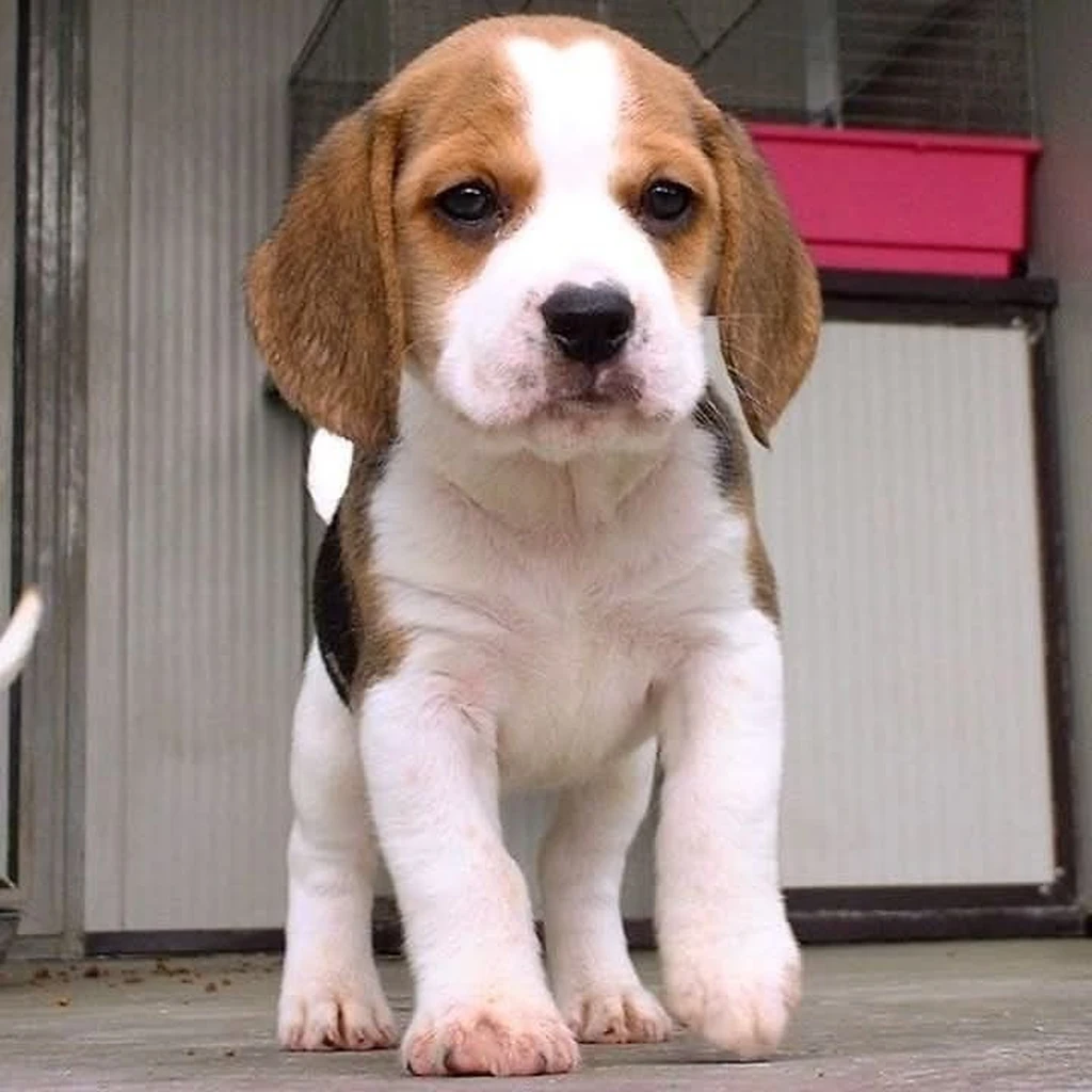 Foto 3 de Beagle